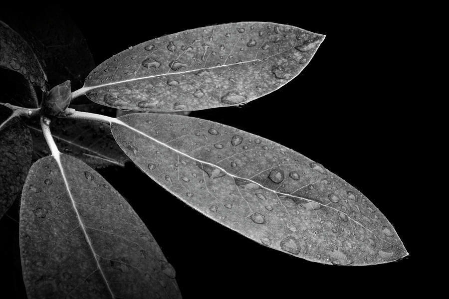 Leaves with Water Droplets in Black and White Photograph by Randall Nyhof