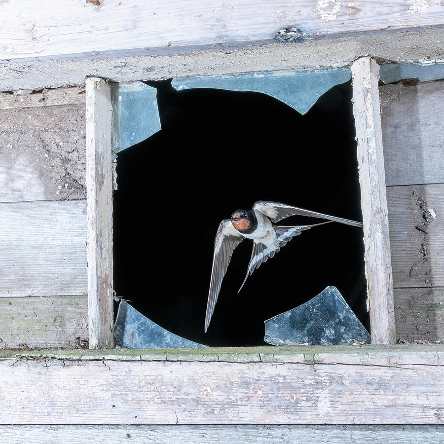 Leaving Swallow  Photograph by Mark Hunter