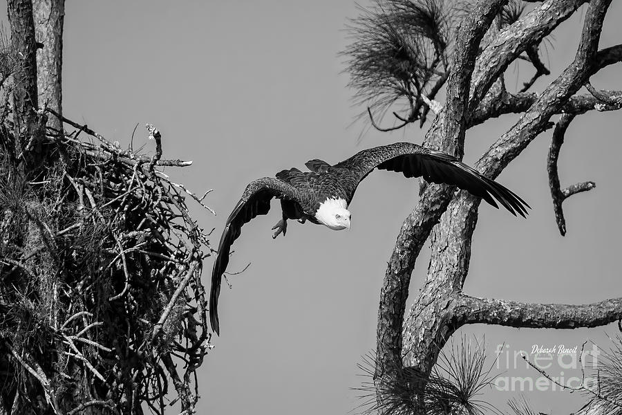 Leaving The Nest Bw Photograph