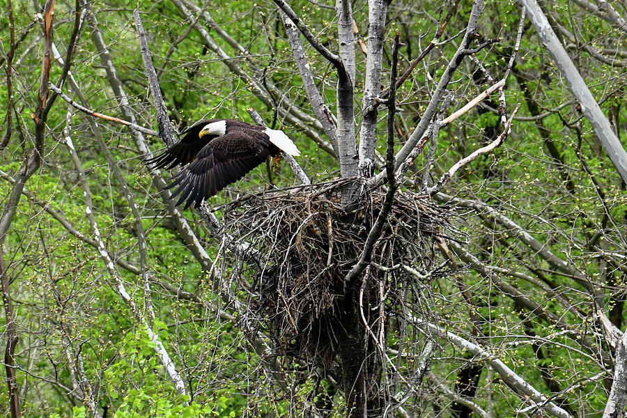 Leaving the nest Photograph by Dan Friend