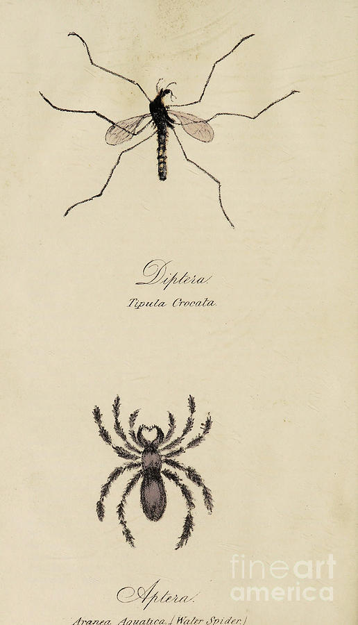Lectures on Entomology, Burton r1  Drawing by Historic illustrations