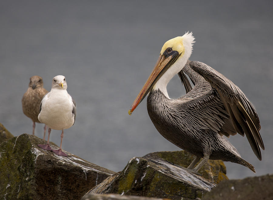 Lecturing Pelican Photograph by Jean Noren