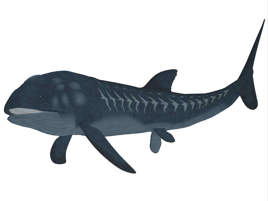 Leedsichthys was a carnivorous fish that inhabited Jurassic Seas that could grow to be 53 feet long. Drawing by Stocktrek Images