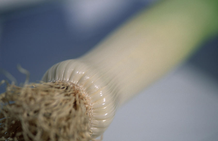 Leeks (Allium porrum) Photograph by Arco Images / Larssen Gitta