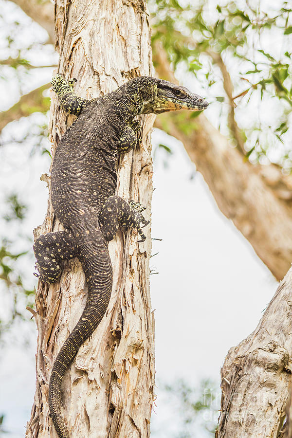 Leering Lizard Photograph by Jorgo Photography