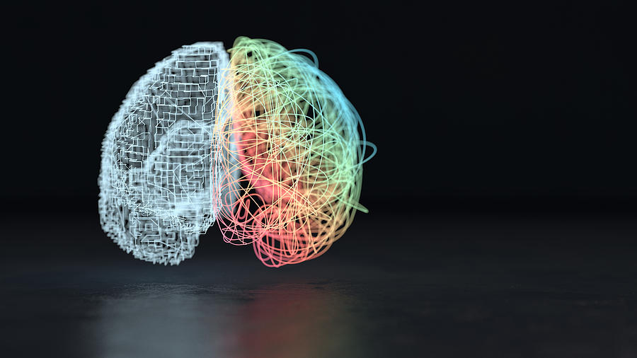 Left and right brain hemisphere Photograph by Piranka