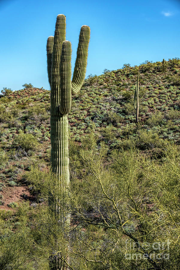 Left Cactus Photograph by Pamela Dunn-Parrish