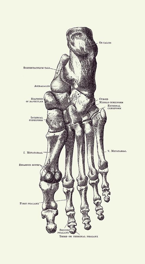 Left Foot Skeletal Diagram - Vintage Anatomy 2 Drawing by Vintage Anatomy Prints