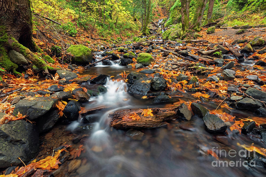 Fall Photograph - Left in the Middle by Michael Dawson