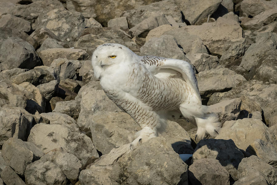 Left Leg Stretch Snowy Owl Photograph by Jack R Perry