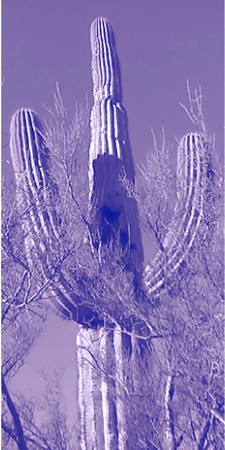 Left Panel Pop Saguaro Triptych Photograph by Judy Kennedy