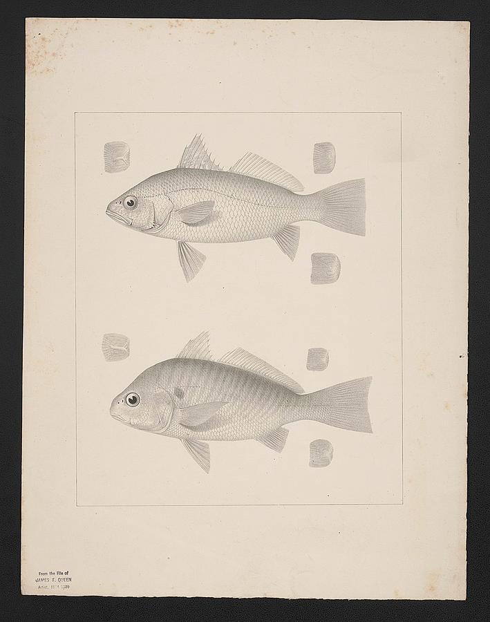 Left side view of two fish Photograph by Paul Fearn