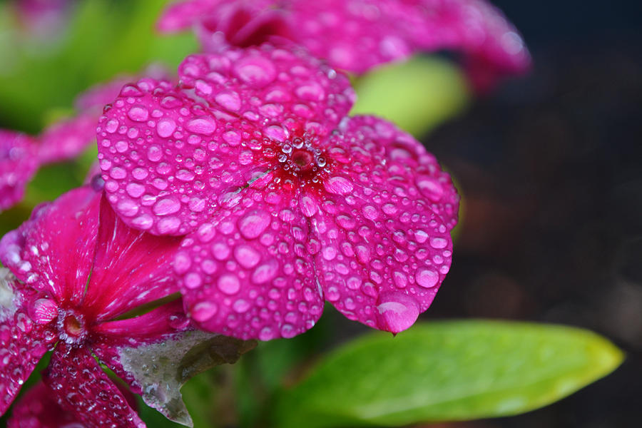 Leftover Raindrops On Periwinkle Flowers Photograph