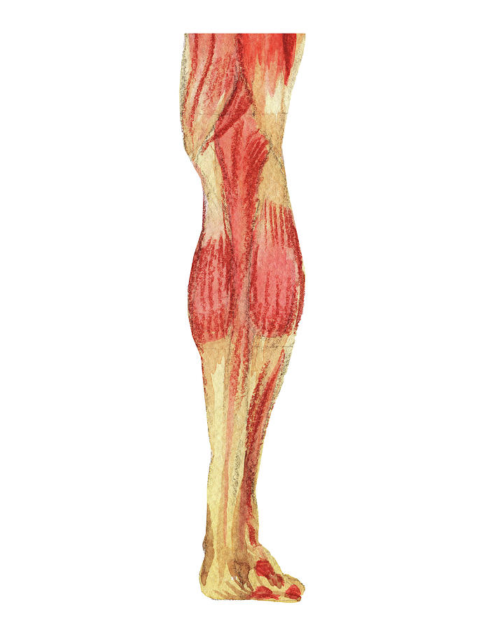 Leg Calf Ankle Heel Foot Posterior Medical Anatomy Illustration Painting by Irina Sztukowski