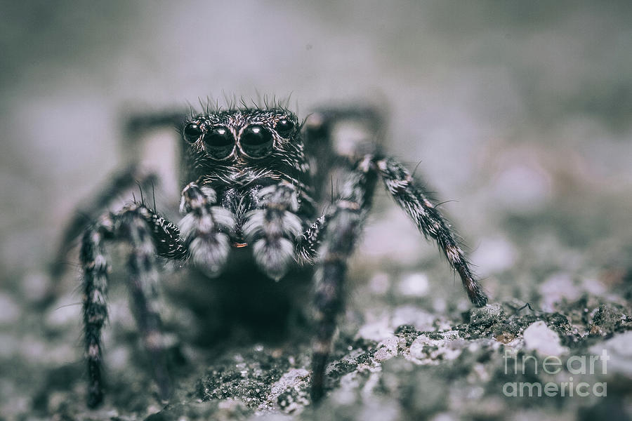 Leg Horns. Jumping Spider, Black and White Macro Photograph  Photograph by Stephen Geisel