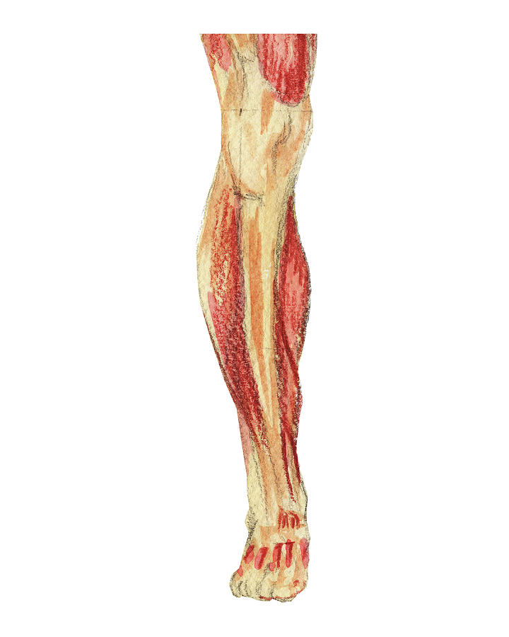 Leg Knee Ankle Foot Anterior Medical Anatomy Illustration  Painting by Irina Sztukowski