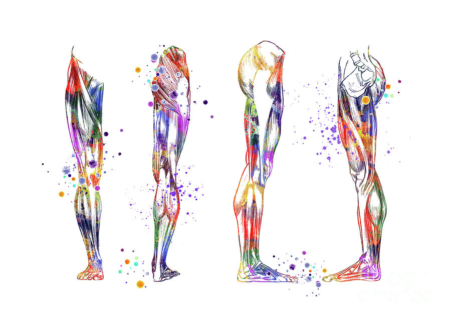 Leg Muscles Watercolor Anatomy Gift Digital Art by White Lotus