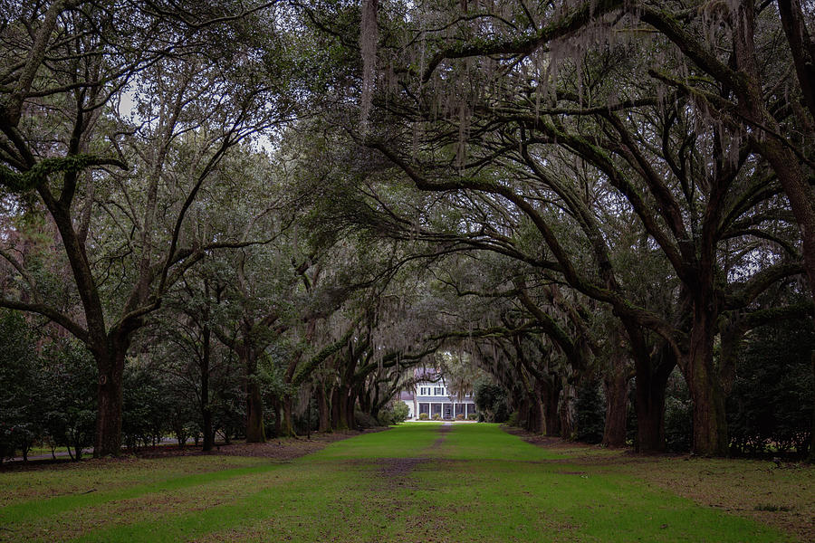 Avenue of Oaks to the Legare Waring House Photograph by Cindy Robinson