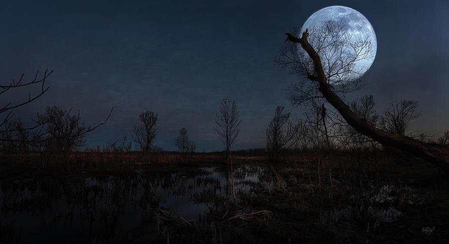 Legend of Peter Scott Swamp Photograph by Everet Regal