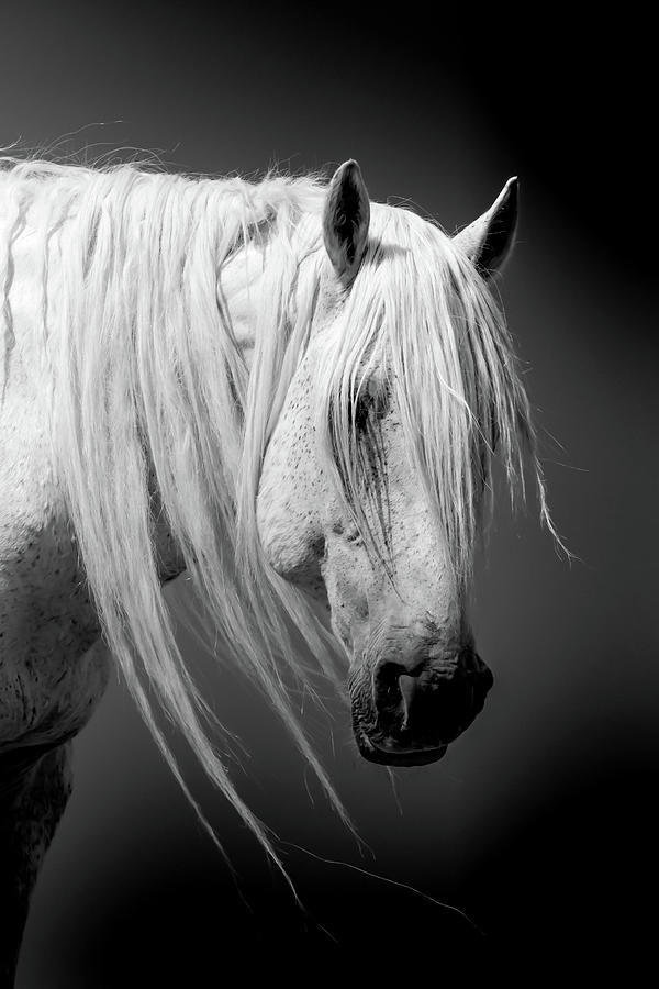 Legendary Stallion by Kent Keller