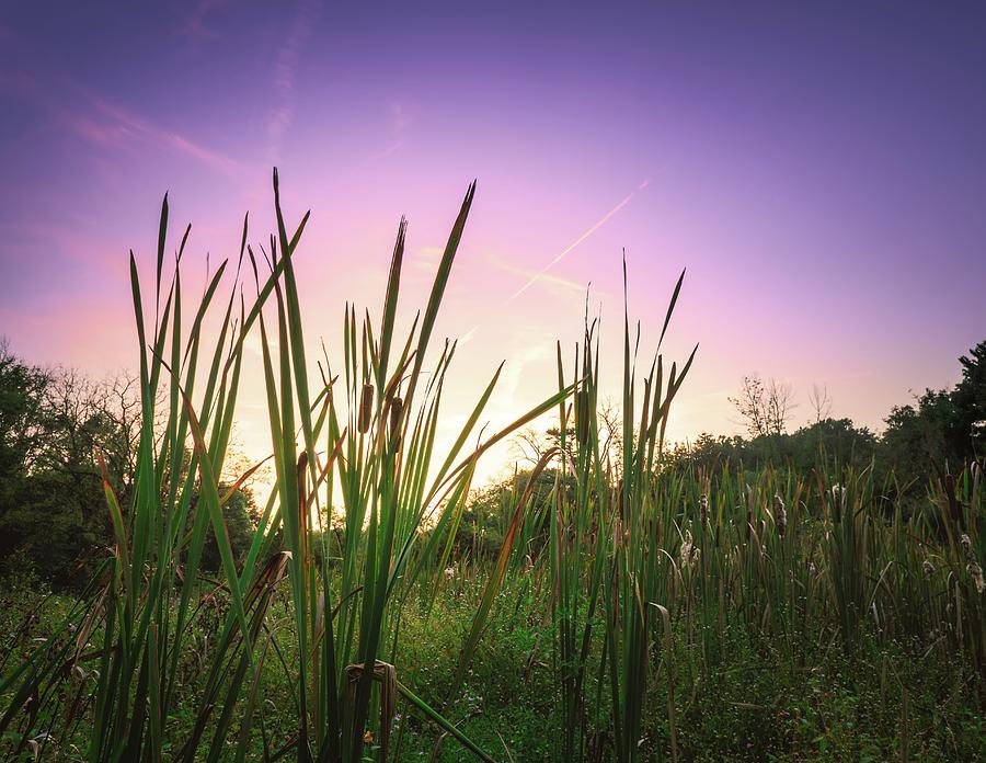 Lehigh Parkway Cattails at Sunset Photograph by Jason Fink