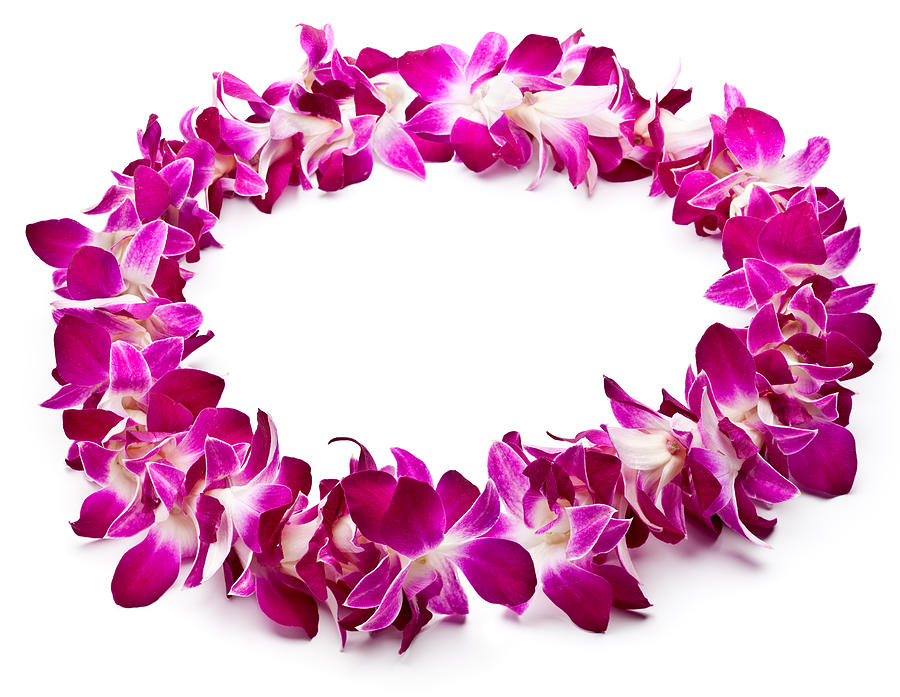 Lei made of purple orchids on white background Photograph by Mashuk