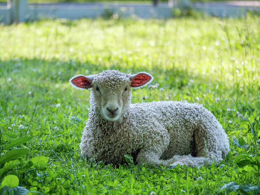Leicester Lamb in Spring Photograph by Rachel Morrison