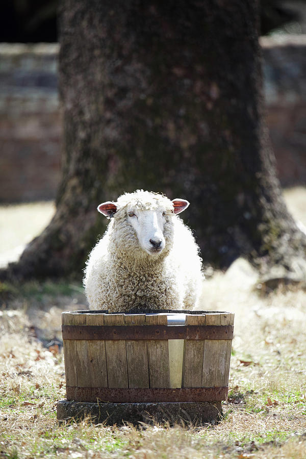 Leicester Longwool at a Water Basin Photograph by Rachel Morrison