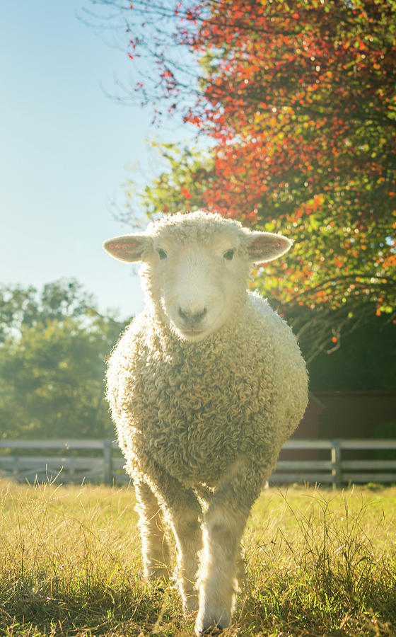 Leicester Longwool in Autumn Photograph by Rachel Morrison