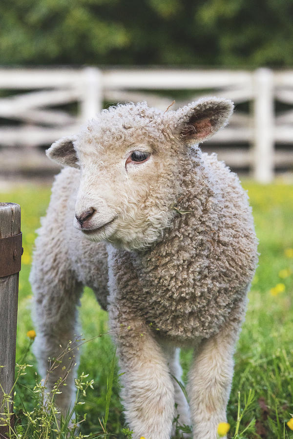 Leicester Longwool Lamb Photograph by Lara Morrison