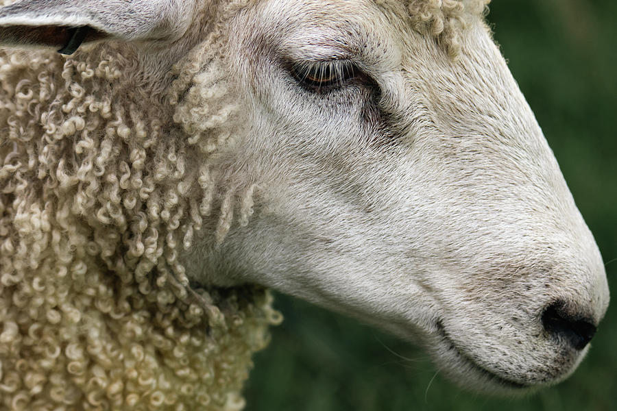 Leicester Longwool Sheep Profile Photograph by Rachel Morrison