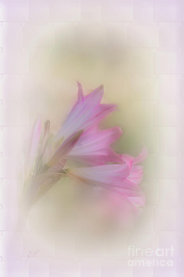 Easter Lily in Pastel Photograph by Elaine Teague