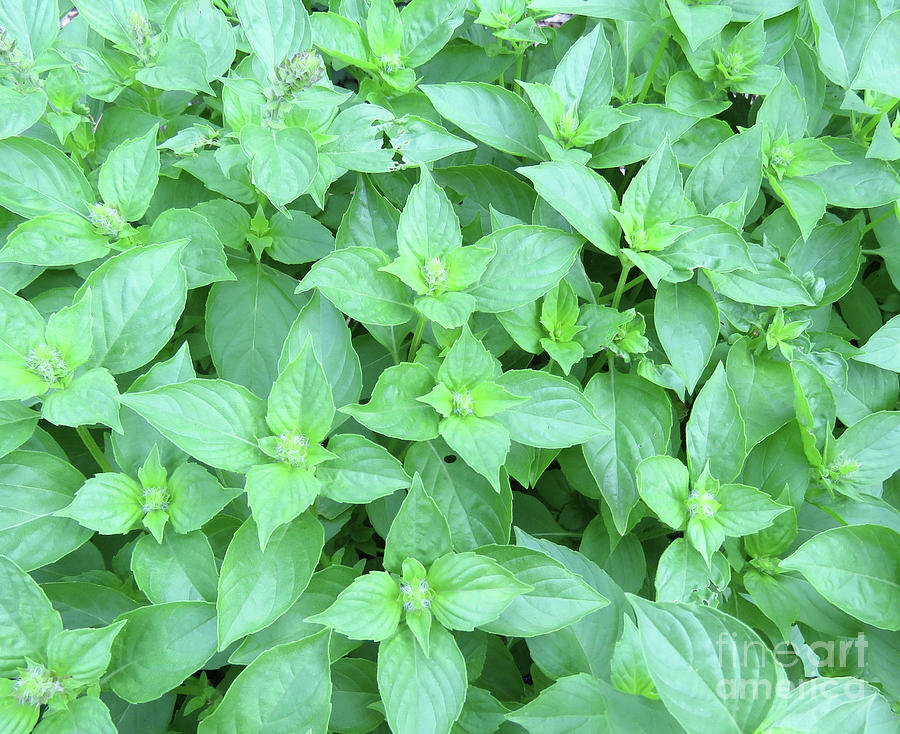 Lemon Basil Close Up. The Victory Garden Collection. Photograph by Amy E Fraser