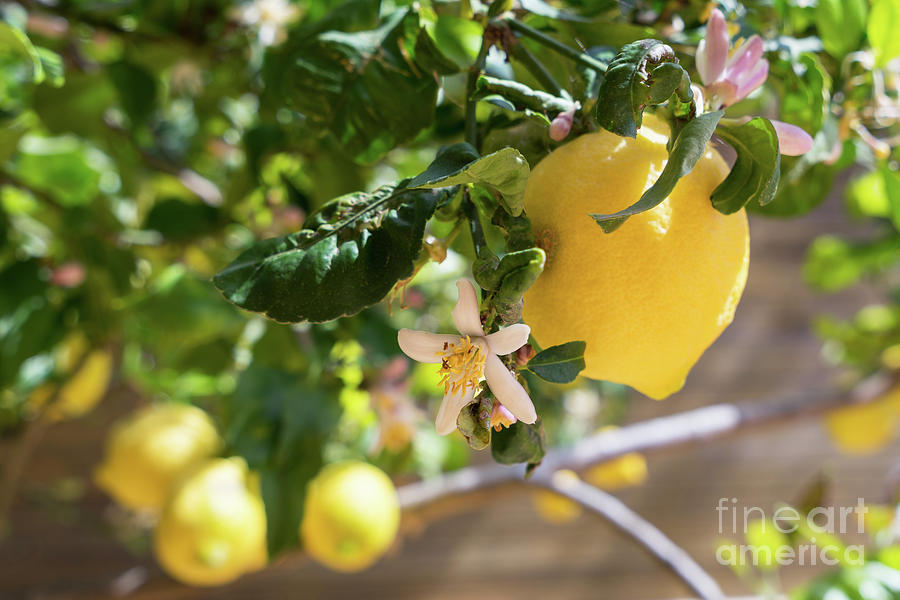 Lemon blossoms and lovely lemon in the Mediterranean garden Photograph by Adriana Mueller