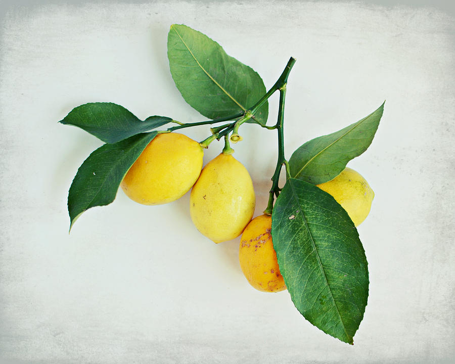Lemon Branch Photograph by Lupen Grainne