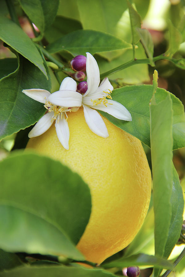 Lemon Fruit and Flowers Photograph by Masha Batkova