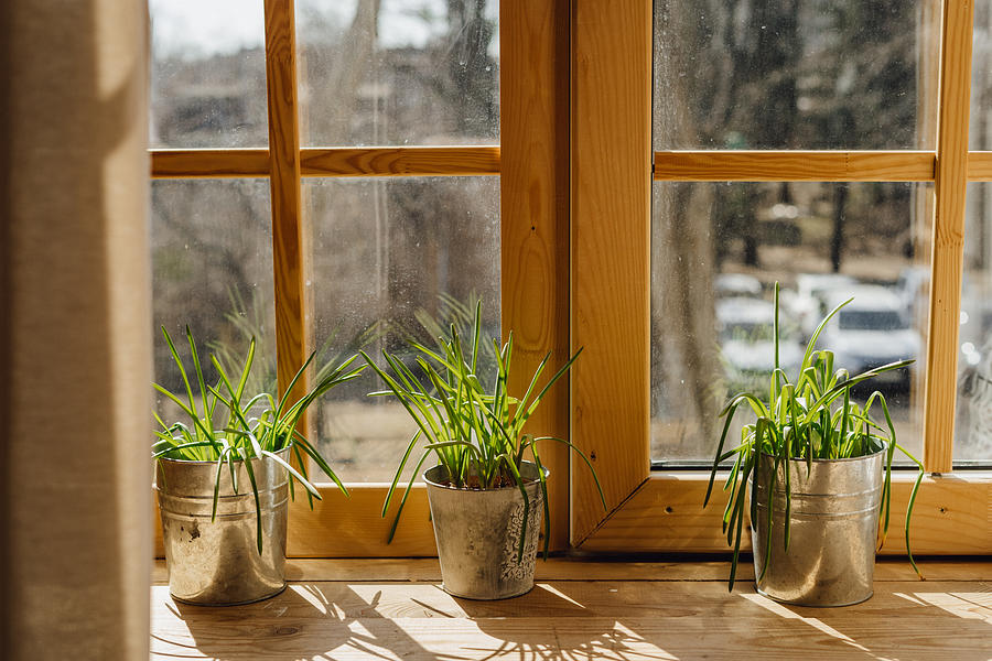Lemon Grass in Bucket Pot on Wooden Window Sill Photograph by Oksana_Bondar