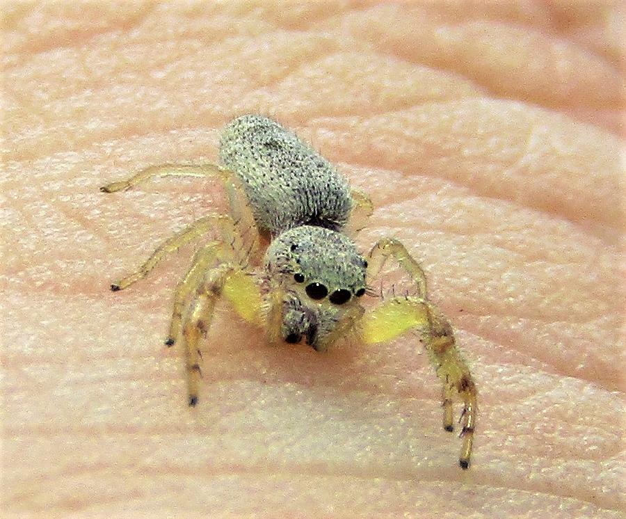 Lemon Limbs Photograph by Wondering Eye Fine Art America