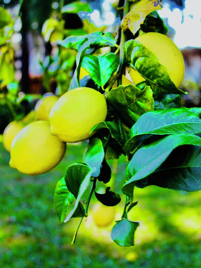 Lemon Photograph