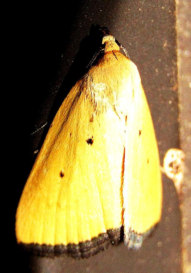 Lemon Moth Photograph by Joshua Bales