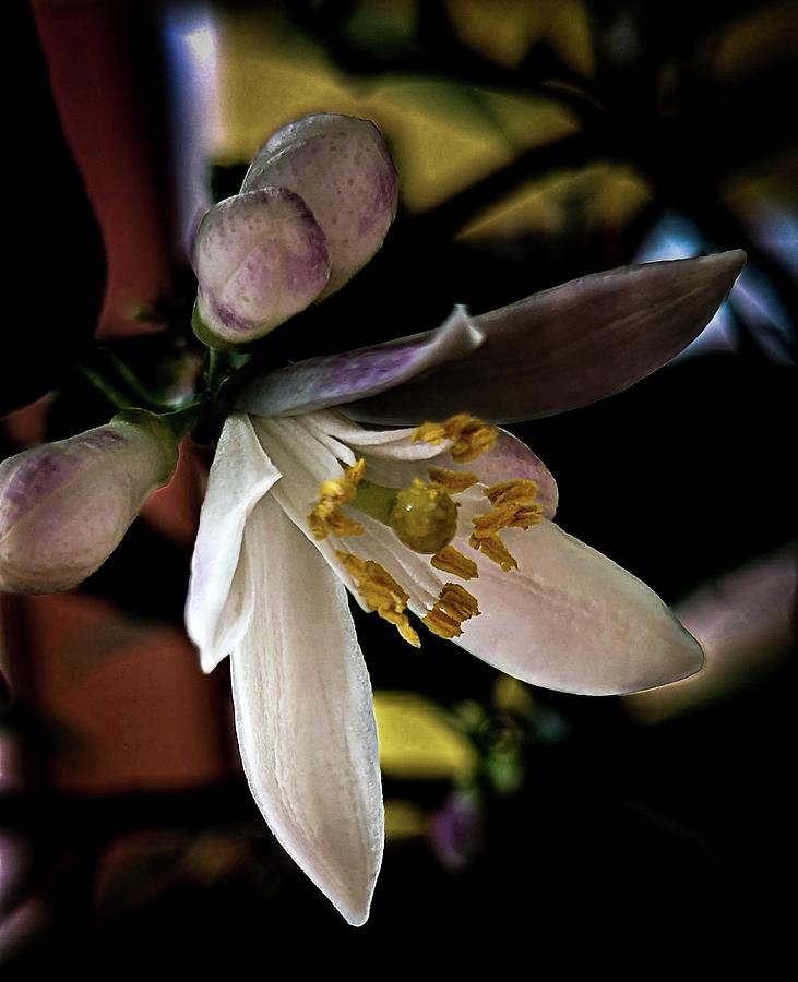 Lemon Tree Blossom Photograph by Debra Forand