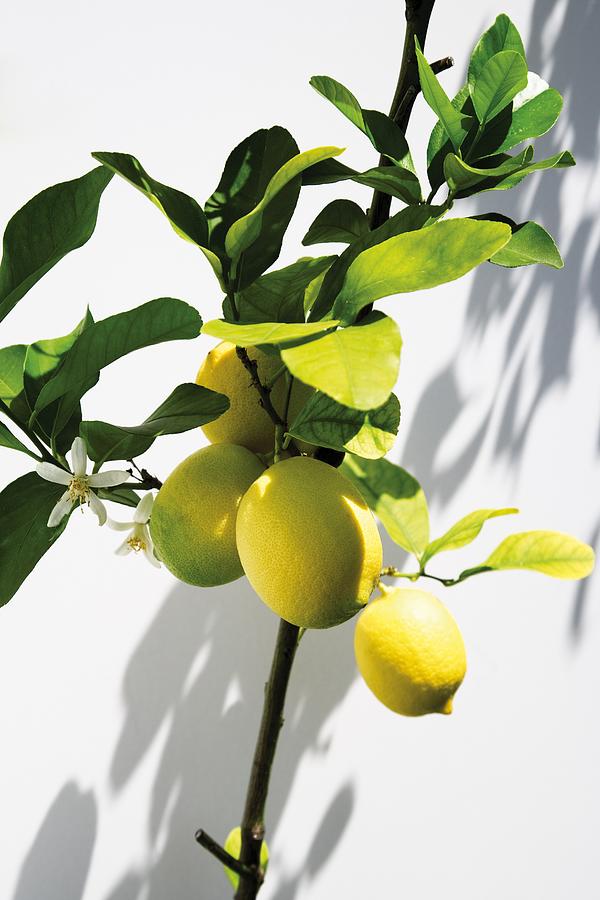 Lemon tree, close-up Photograph by Creativ Studio Heinemann