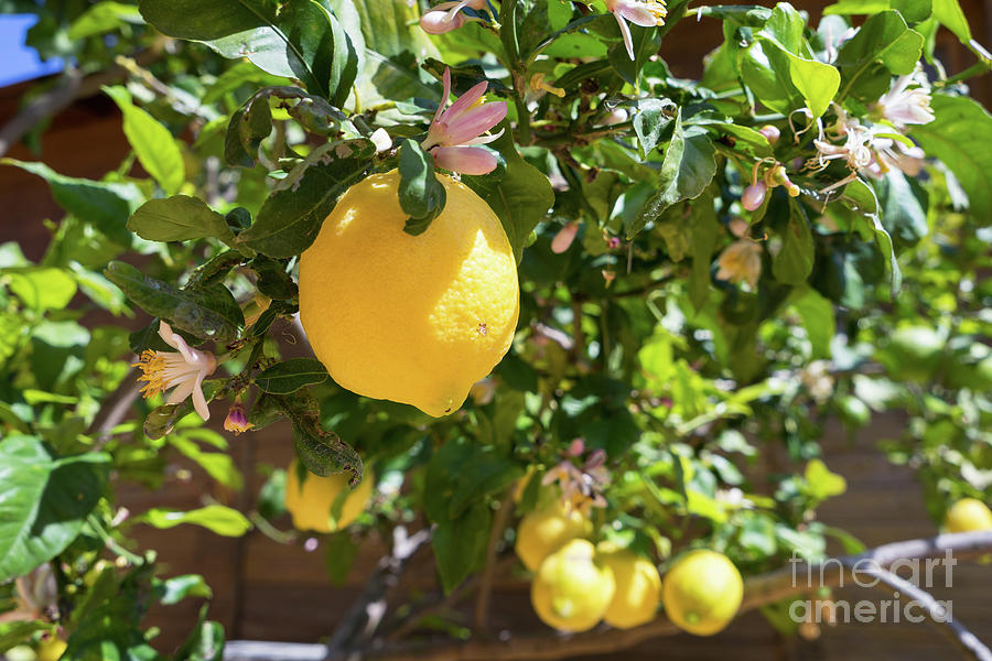 Blooming lemon tree in the Mediterranean garden Photograph by Adriana Mueller