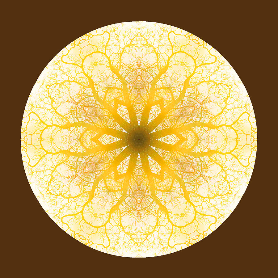 Lemon Tree Mandala Digital Art by Amy Neufeld