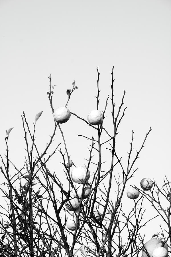 Lemon Tree Photograph by Mia Badenhorst