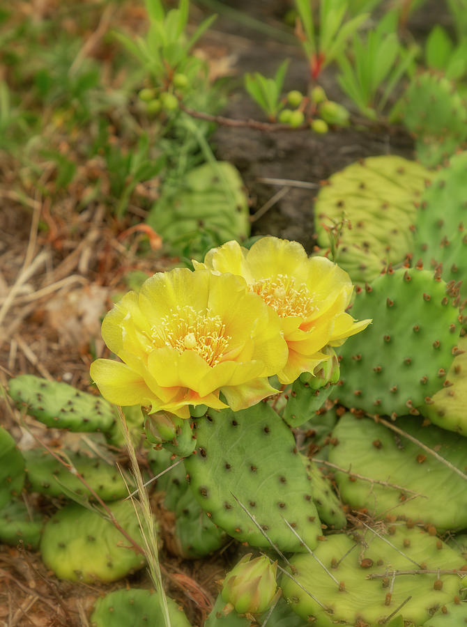 Lemon Yellow Cactus Flower Photograph by Cate Franklyn
