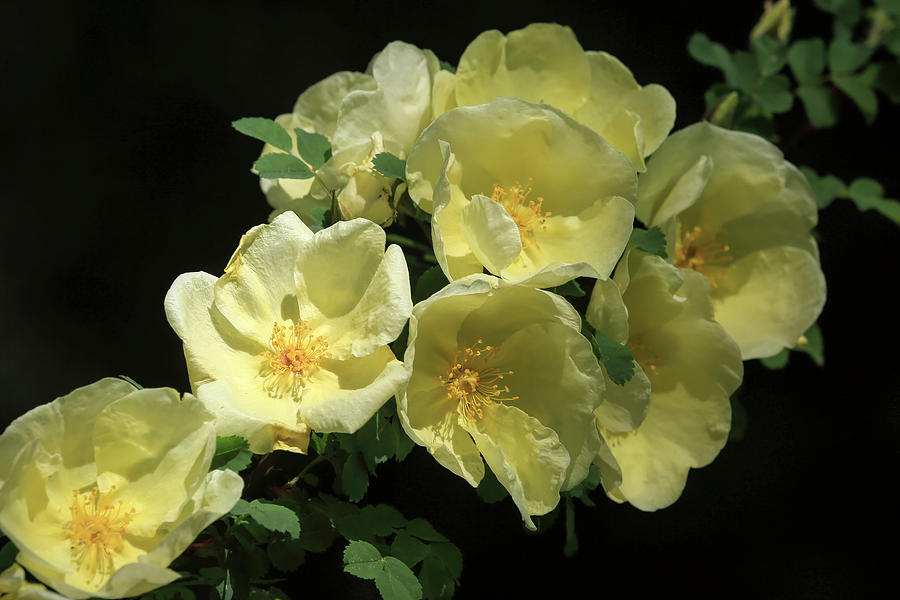 Rose Photograph - Lemon Zest by Donna Kennedy