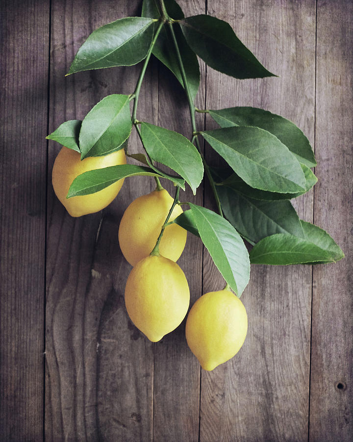 Lemons and Leaves Photograph by Lupen Grainne