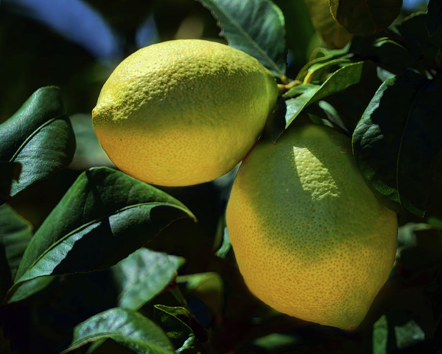 Lemons Growing Photograph by Nikolyn McDonald