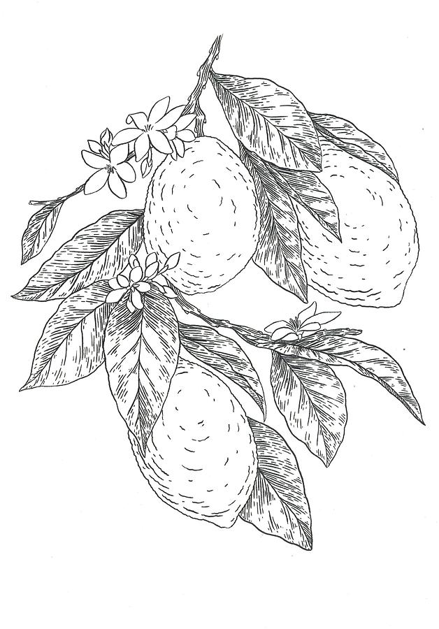 Lemons Drawing by Miranda Brouwer